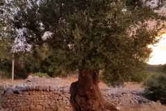 Naomi-olive-tree-rotated